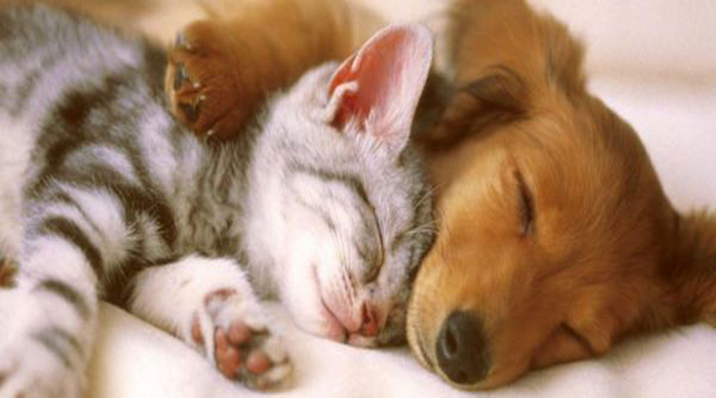 Chien ou chat Chien ou chat